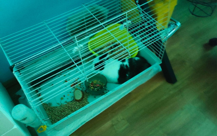 Zbiórka Chory Królik Ropien Od Zęba - zdjęcie główne