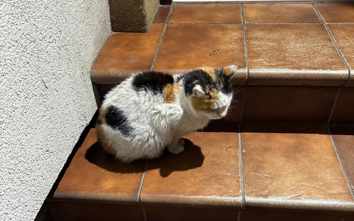 Zbiórka Zbiórka na Schodka - zdjęcie główne