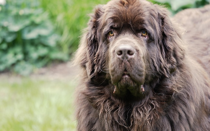 Zbiórka Zbiórka na operację kolana Floki - zdjęcie główne