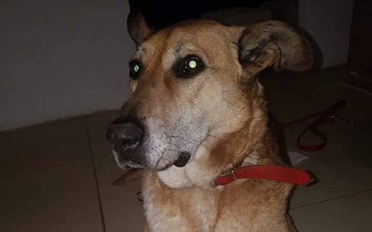 Zbiórka Reks potrzebuje Waszej pomocy - zdjęcie główne