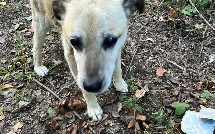 Zbiórka Transport Foresta do nowego domu - zdjęcie główne