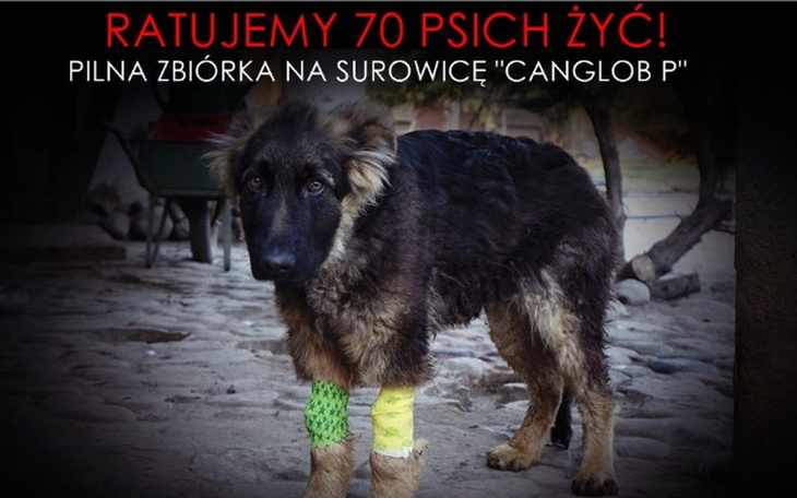 Ratujemy 70 psów! Pilna zbiórka na surowice dla psów w potrzebie.