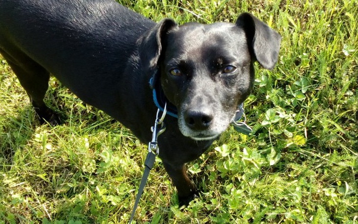 Zbiórka Bobo - twardziel z charakterem - zdjęcie główne