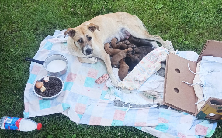 Zbiórka 10 szczeniąt do przygarnięcia - zdjęcie główne