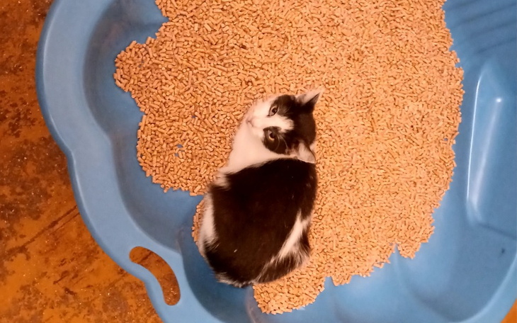 Zbiórka Na żwirek - zdjęcie główne