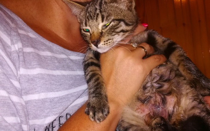 Zbiórka Skopany maluch i Kicia z silnika - zdjęcie główne