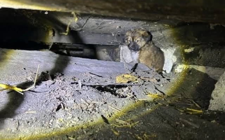 Pies leżący na kanapie, z wyrazem smutku na twarzy.