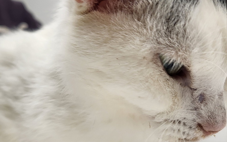 Biały kot z szarymi plamami, z zamkniętymi oczami.