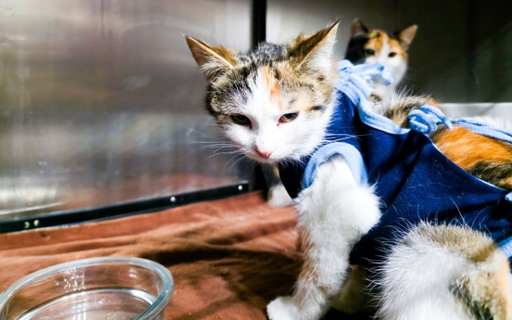 Dwie kotki w schronisku, jedna w niebieskim ubranku.