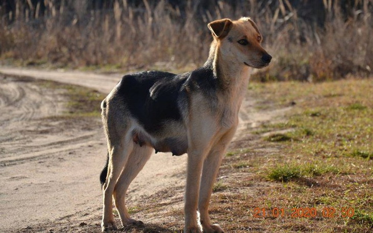 Zbiórka Wyrzucona, wychudzona sunia - zdjęcie główne
