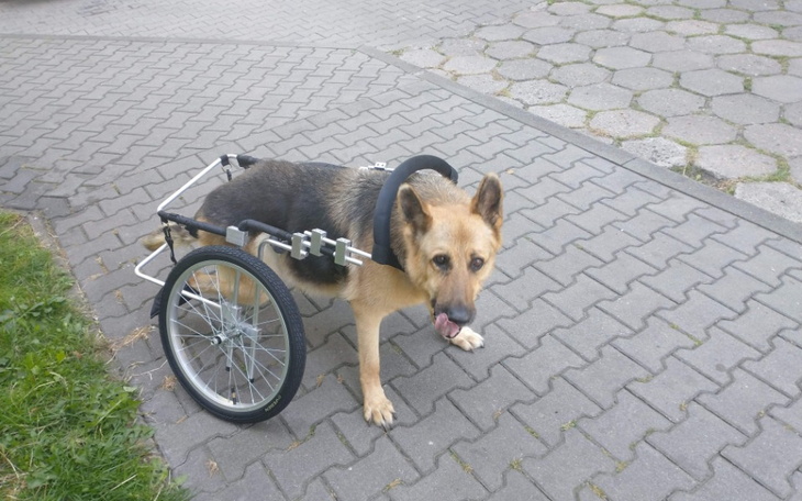 Zbiórka Leczenie pokrzywdzonej Tosi - zdjęcie główne