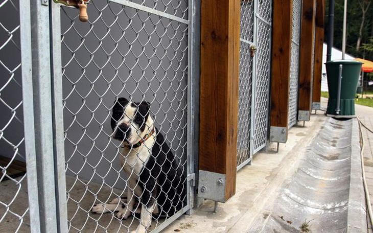 Zbiórka Sylwestrowa paczka na schronisko - zdjęcie główne