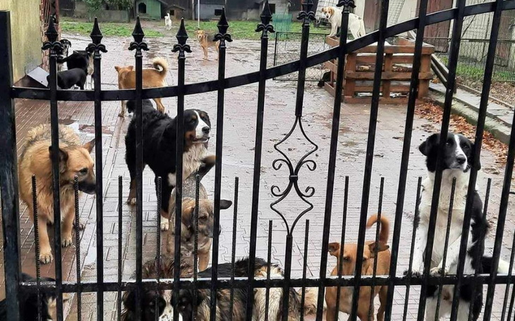 Zbiórka Psiaki z AZYLU proszą o wsparcie - zdjęcie główne