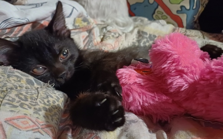 Zbiórka Felicja kontra FIP - zdjęcie główne