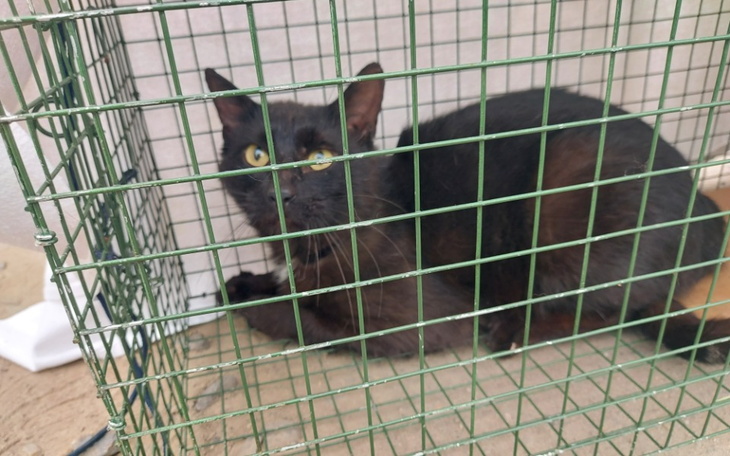 Zbiórka Działkowy biedak z ropniem - zdjęcie główne