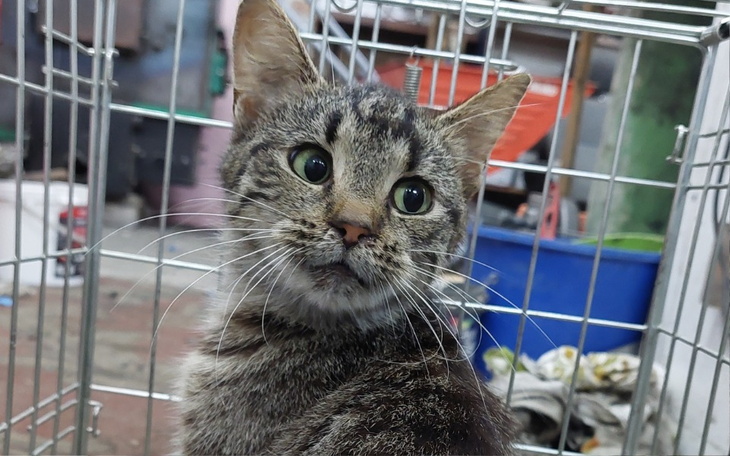 Kot z dużymi oczami, patrzący w stronę obiektywu.