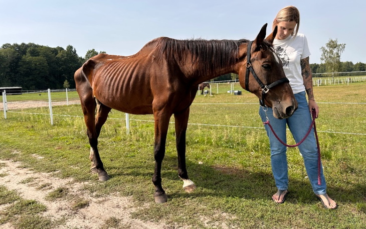 Zbiórka Ratunek dla Mercy - zdjęcie główne