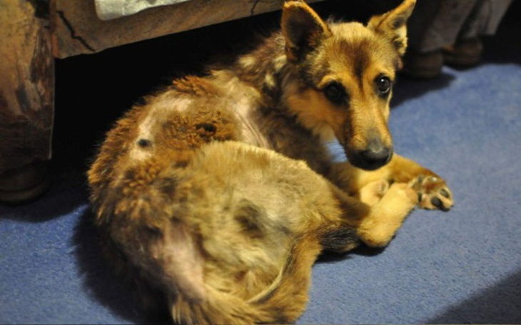 Zbiórka Potrzebna pomoc dla Sary !!! - zdjęcie główne