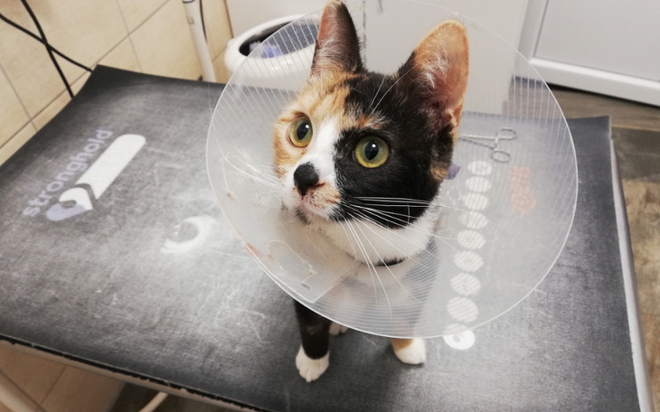 Zbiórka Leczenie Arabelki - zdjęcie główne