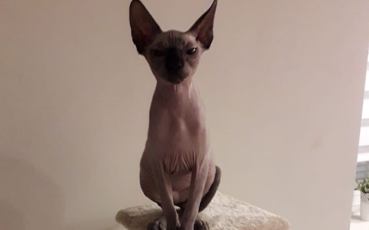 Zbiórka Na drugiego kota sfinksa - zdjęcie główne