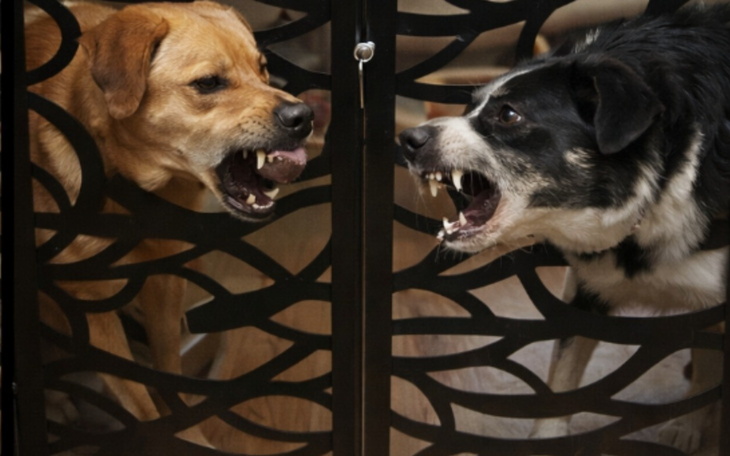 Dwa psy w klatce, pokazujące zęby.
