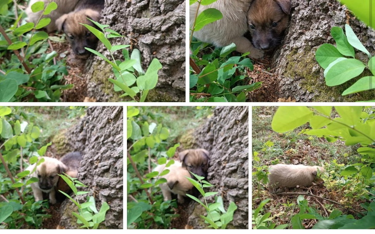 Zbiórka Wyrzucone do lasu - zdjęcie główne