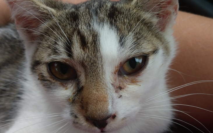 Zbiórka Na karmę dla kotów wolnożyjących - zdjęcie główne