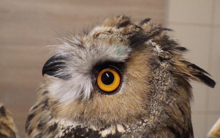 Zbiórka Woliery dla dzikich ptaków - zdjęcie główne