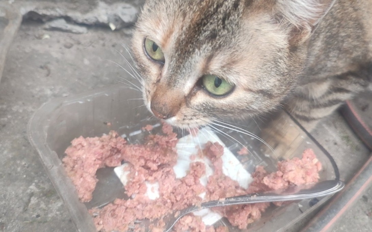 Kot jedzący karmę, z bliska widać jego zielone oczy.