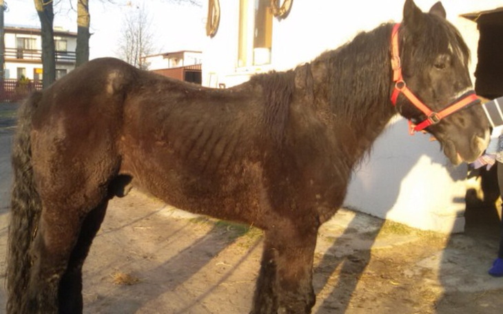 Chudy koń stoi na podwórku.