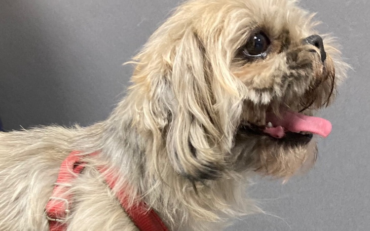 Zbiórka Leczenie zapalenia macicy - zdjęcie główne