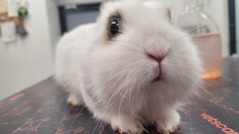 Zbiórka Kozieradka ze śmietnika - miniaturka zdjęcia