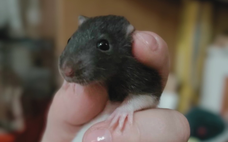 Mały szczur trzymany w dłoni, z ciekawym spojrzeniem.