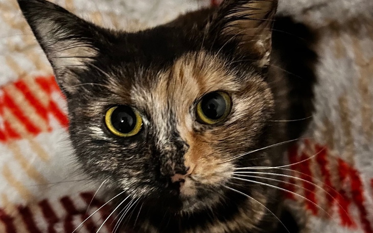 Zbiórka Na leczenie Kotki Nori z Fipem - zdjęcie główne