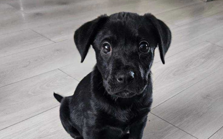 Zbiórka Susz - Dla zwierząt - zdjęcie główne