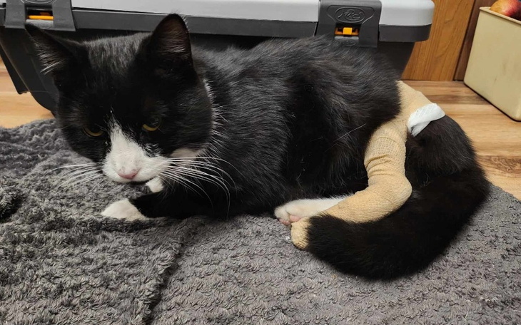 Zbiórka Na łapkę Łatka - zdjęcie główne