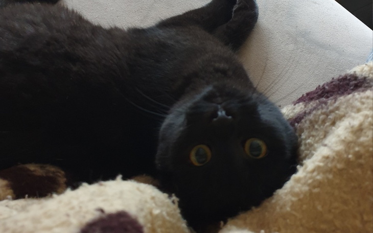 Zbiórka Klusek ucieka przed śmiercią - zdjęcie główne