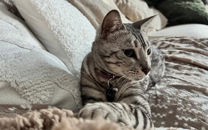 Kot w szarym futrze leży na kanapie, skupiony na otoczeniu.