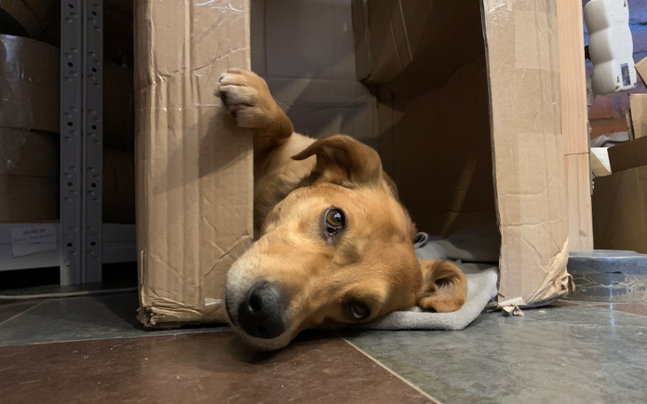 Zbiórka Karma dla schroniska w Bojanie - zdjęcie główne