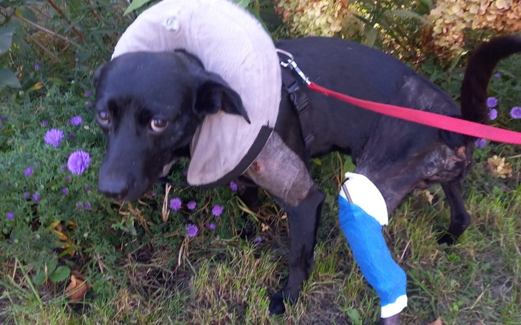 Zbiórka Leczenie psa Merlota - zdjęcie główne