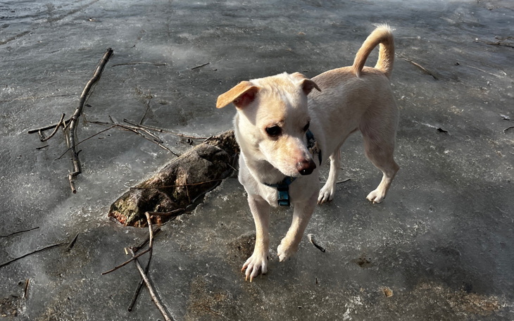 Pies na lodzie, bawi się w zimowej scenerii.