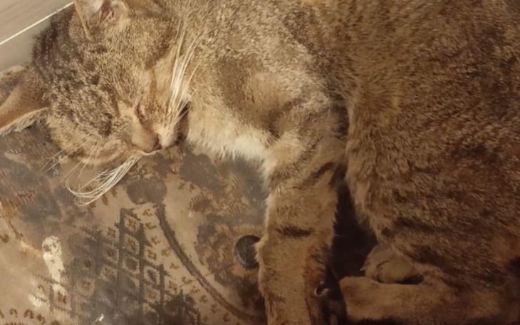 Zbiórka Kotek Majki pogryziony przez psa - zdjęcie główne