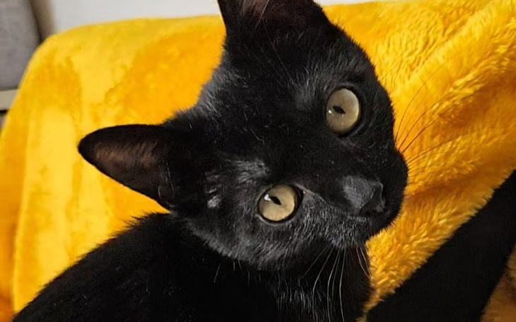 Czarny kot na żółtym kocu, patrzący w obiektyw.