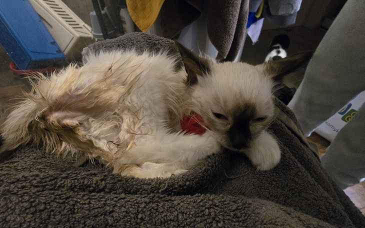 Zbiórka Podaruj życie Legolasowi - zdjęcie główne