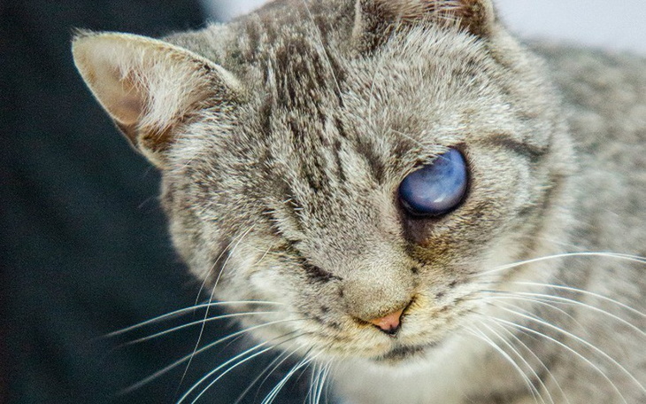 Zbiórka Melasa - zdjęcie główne