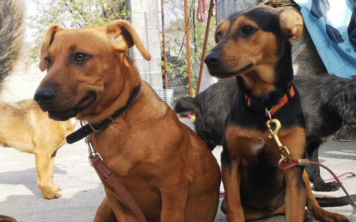 Zbiórka Smoki wśród Nygusków :) - zdjęcie główne