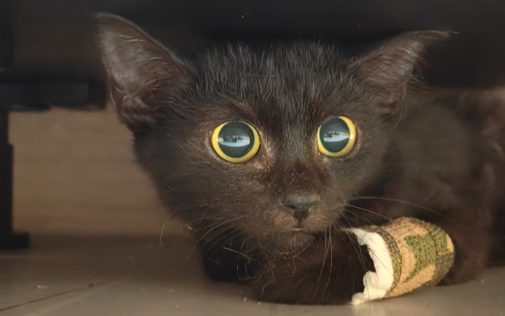 Zbiórka Jak wyleczyć smoki - zdjęcie główne