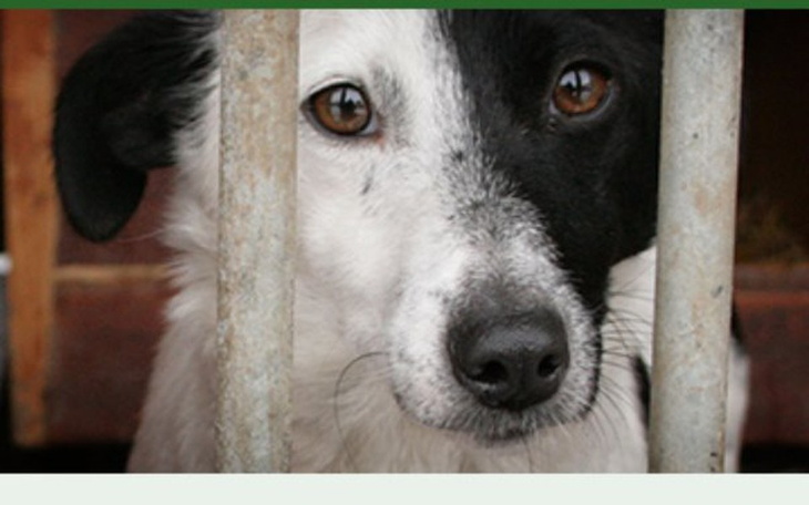 Zbiórka schronisko krakowskie - zdjęcie główne