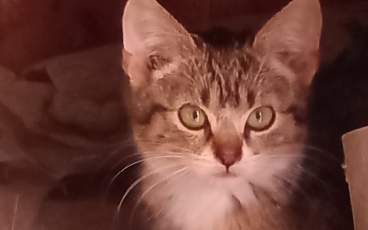 Zbiórka Budki na zimę i karma dla kotków - zdjęcie główne