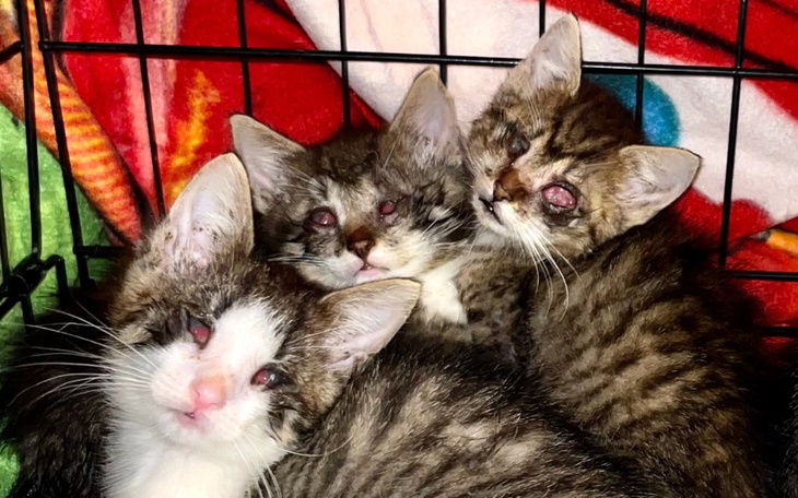 Zbiórka Transport dla trzech ślepaczków - zdjęcie główne